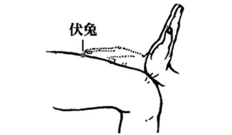 伏免穴|伏兔穴的准确位置图和作用